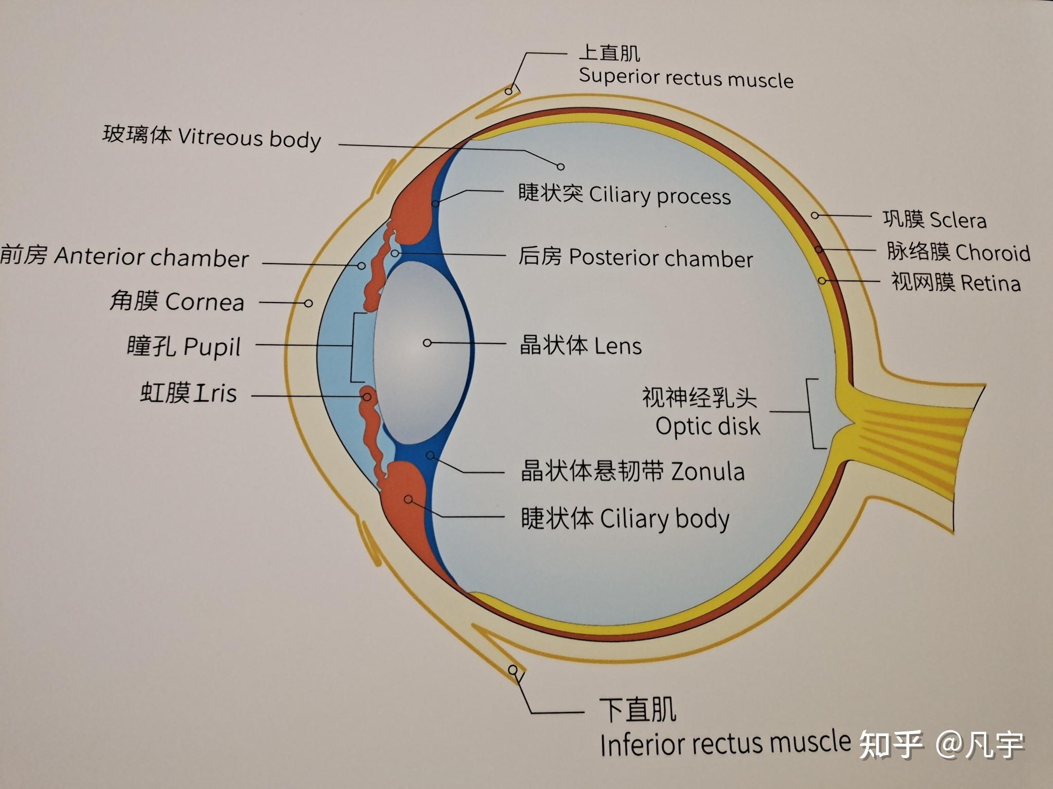 高度近视还是死性不改怎么办