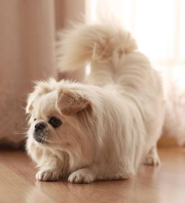 京巴犬又称宫廷狮子狗,北京犬,是中国古老的犬种,已有四千年的