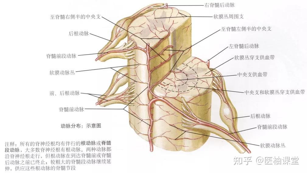 中樞神經系統:脊髓和腦的血管 - 知乎