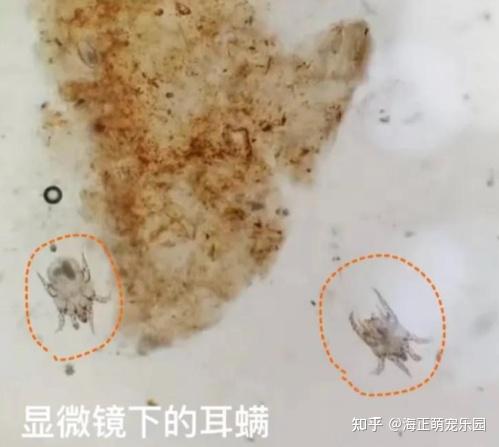 多猫家庭怎么预防耳螨“一个传染俩”? - 知乎