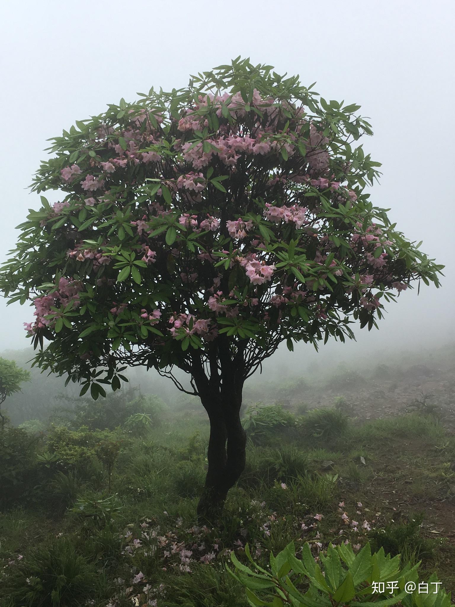 灯笼杜鹃 - 知乎