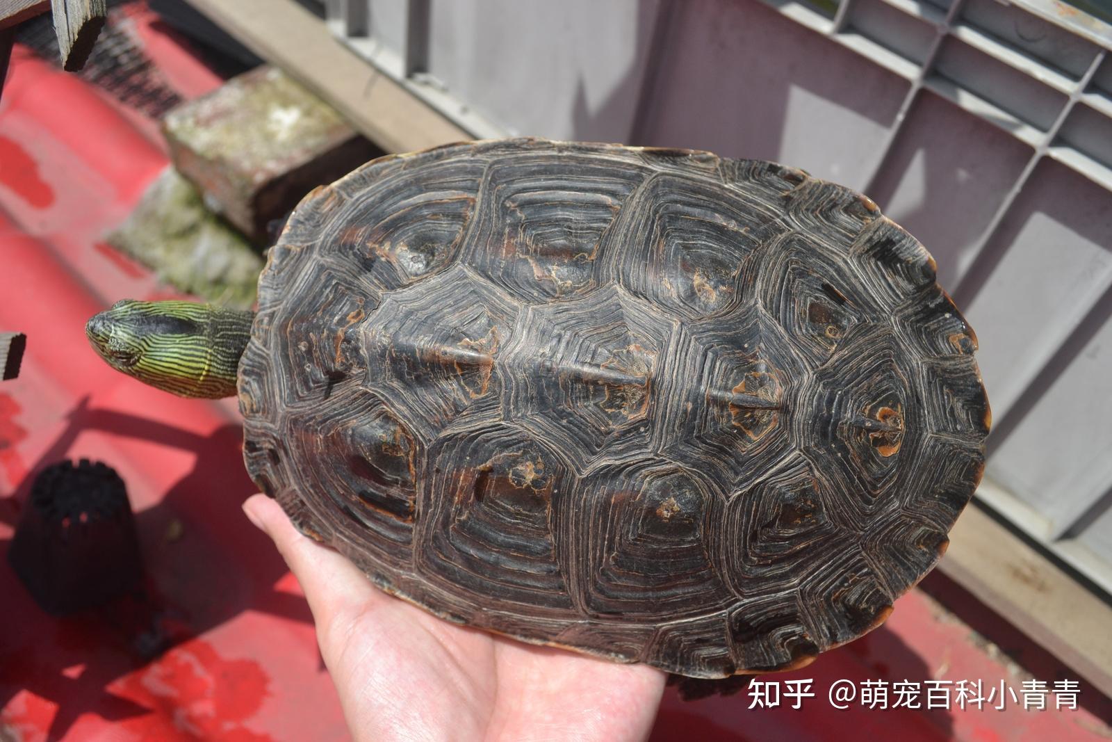 常见宠物龟有哪些？最常见的10种宠物龟，快来看看有你的乌龟吗！ - 知乎