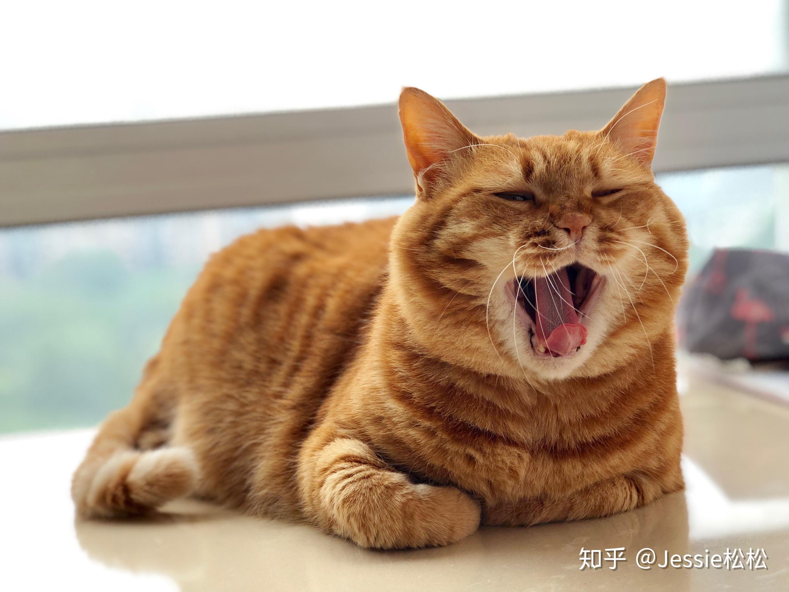 中华田园猫的颜值有多高