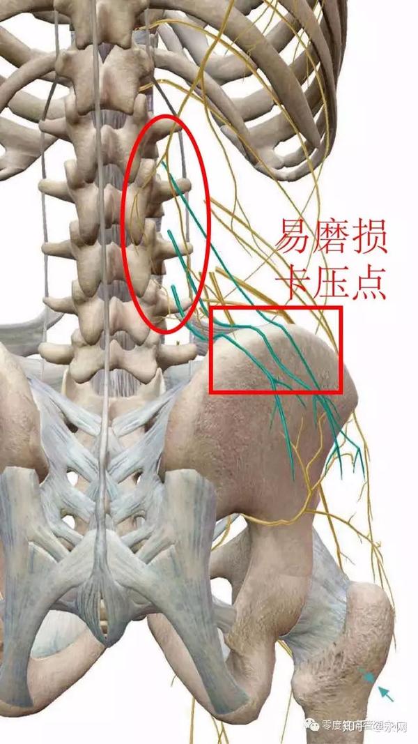 臀上皮神经体表定位图图片