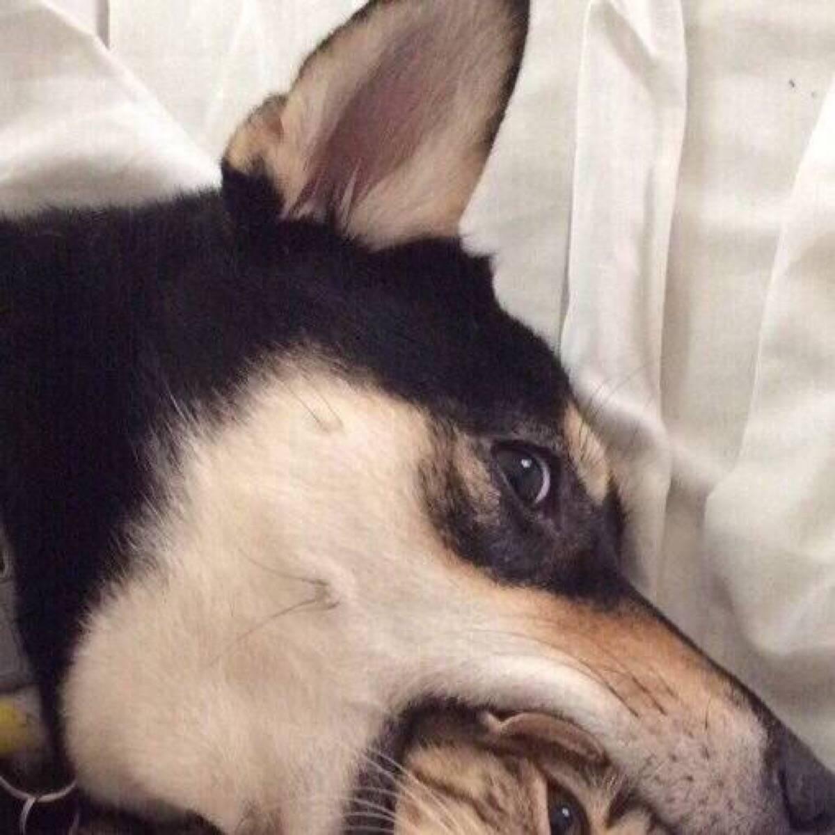 有哪些猫猫狗狗的情侣头像? - 知乎