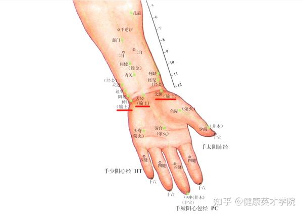 手腕内侧的三个健康的“守门人”,帮你解决众多疾病! - 知乎