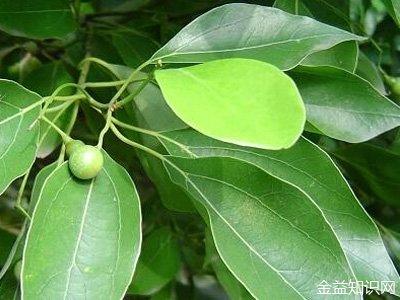 樟树叶的功效与作用 - 知乎