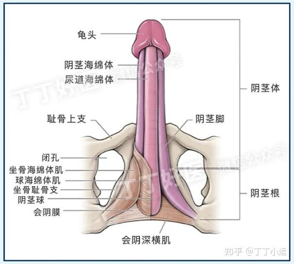 男生丁丁技巧图片