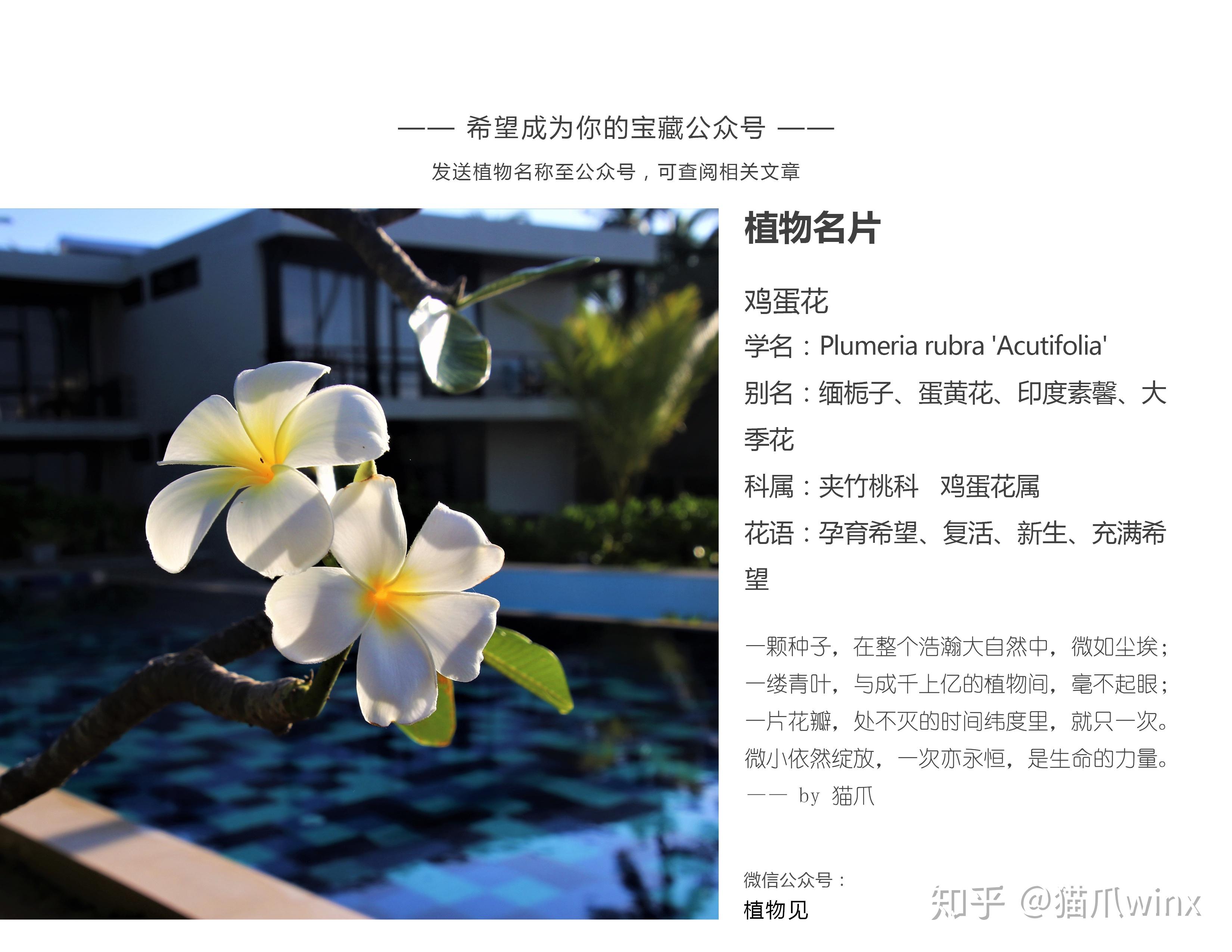 鸡蛋花为什么要叫鸡蛋花