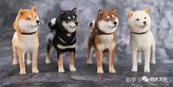 科普丨三分钟带你解锁胡麻柴犬 知乎