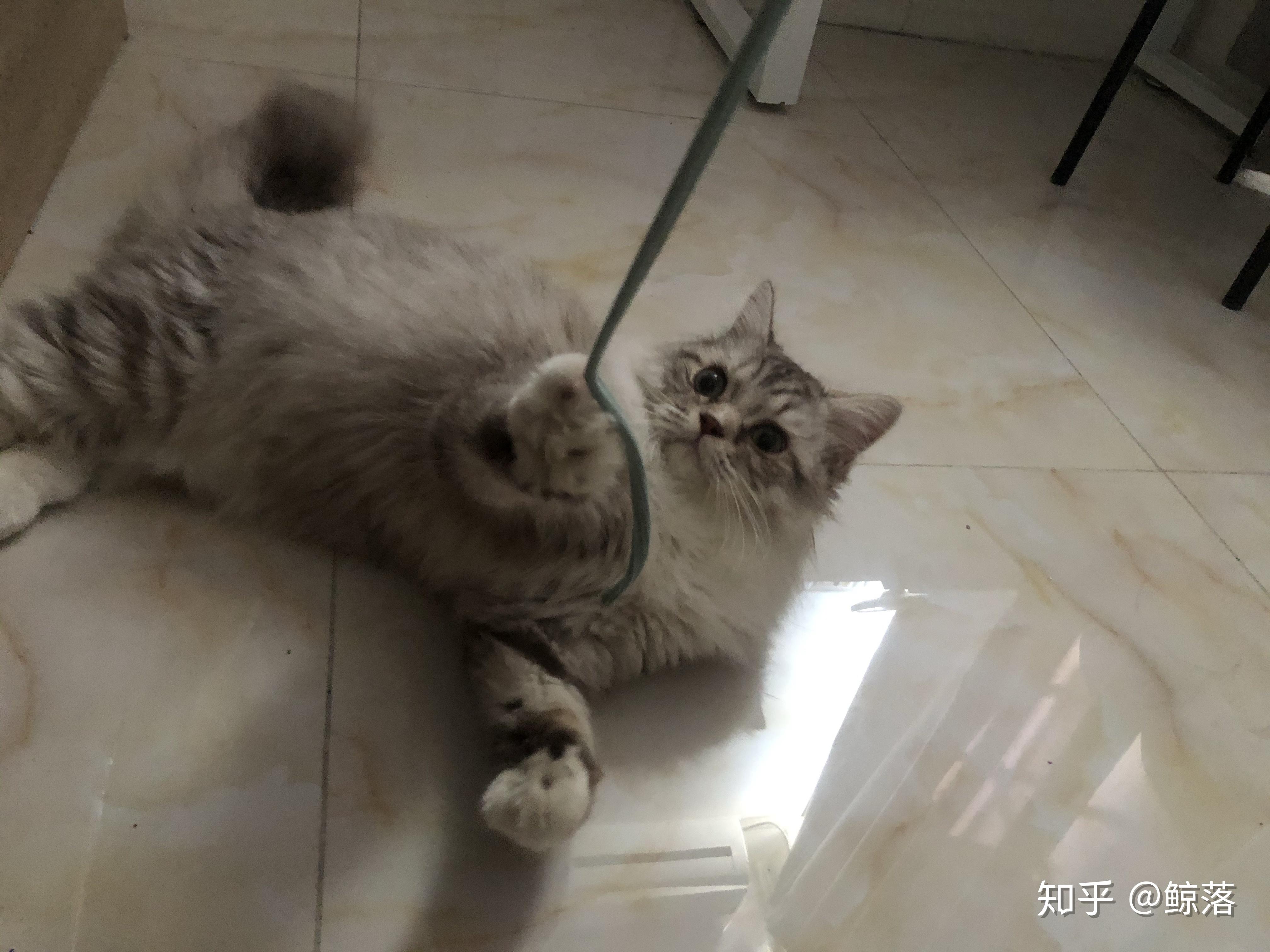 能不能给我看一下美短和金吉拉的串是什么样子的呀? - 知乎