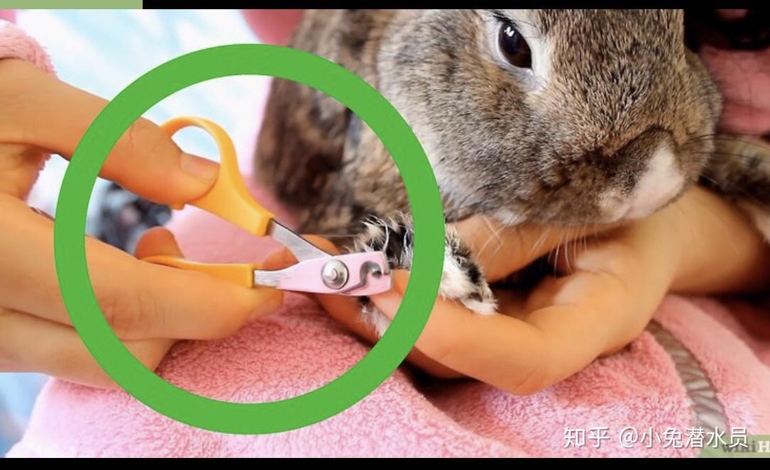 如何给兔兔剪指甲 - 知乎
