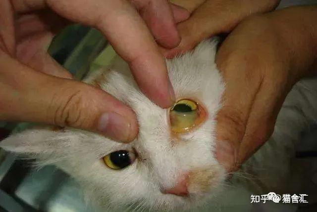 猫咪黄疸症状图片