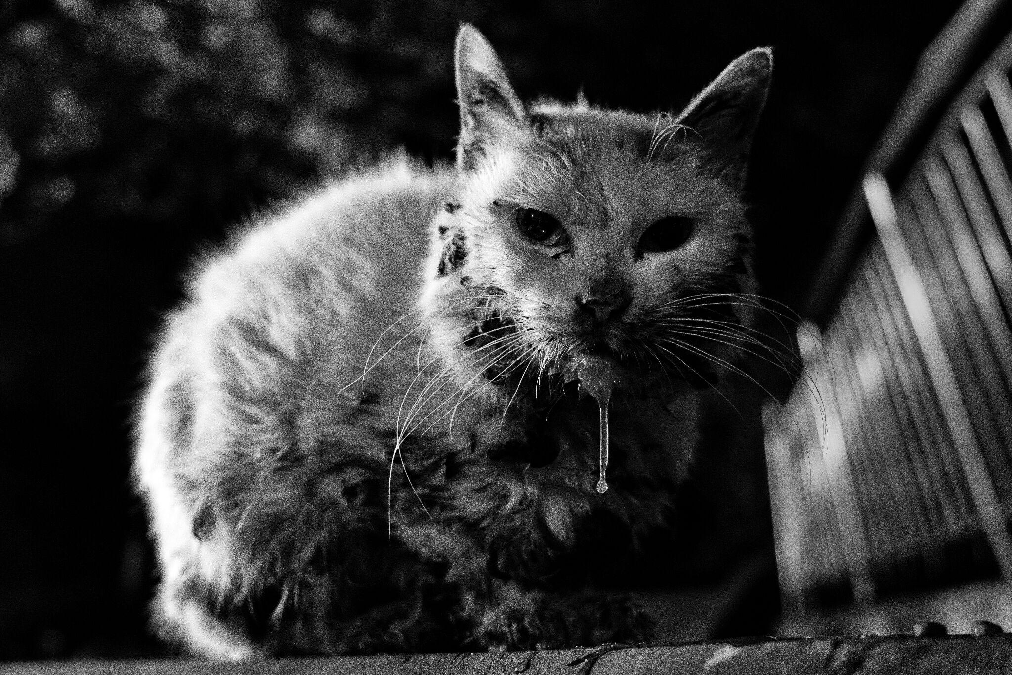 学生如何选购一台不太贵但是好用的单反呢?