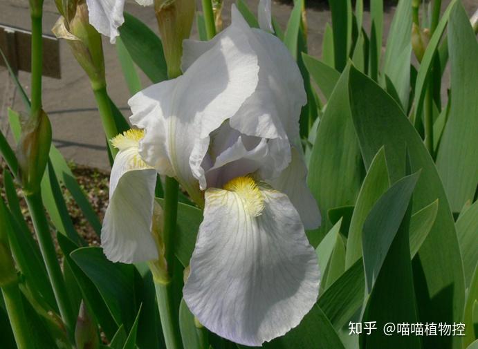 走进鸢尾 - 知乎