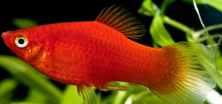 常见鱼种科普五鳉鱼鱼如其名一样的好看