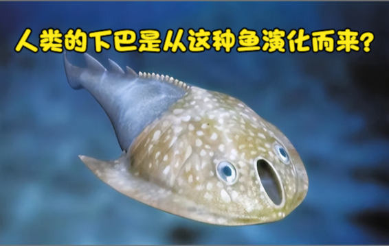 为我们人类带来下巴的鱼——浙江曙鱼