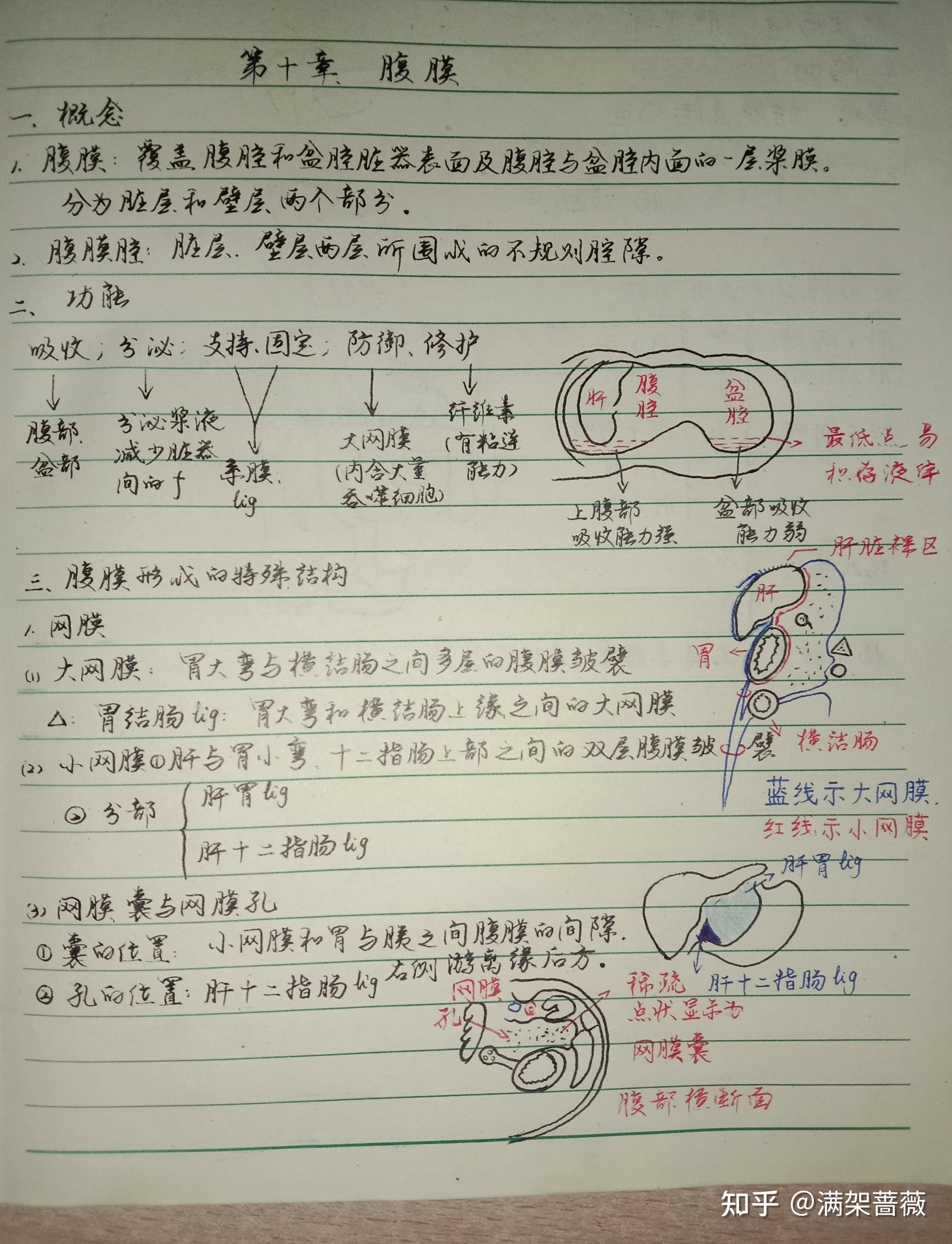 b站霍琨老师系统解剖学笔记第十章——腹膜