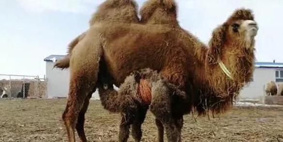 骆驼奶与骆驼奶粉的区别