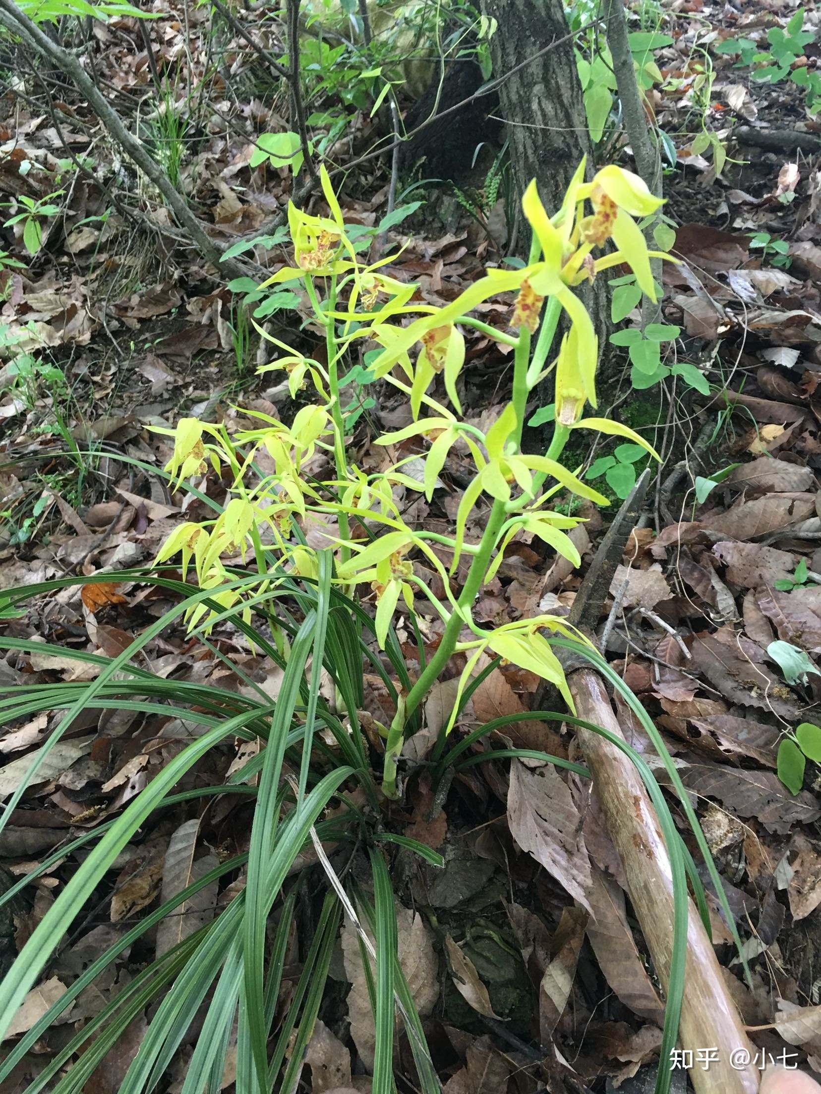 洛阳野生兰花分布图片