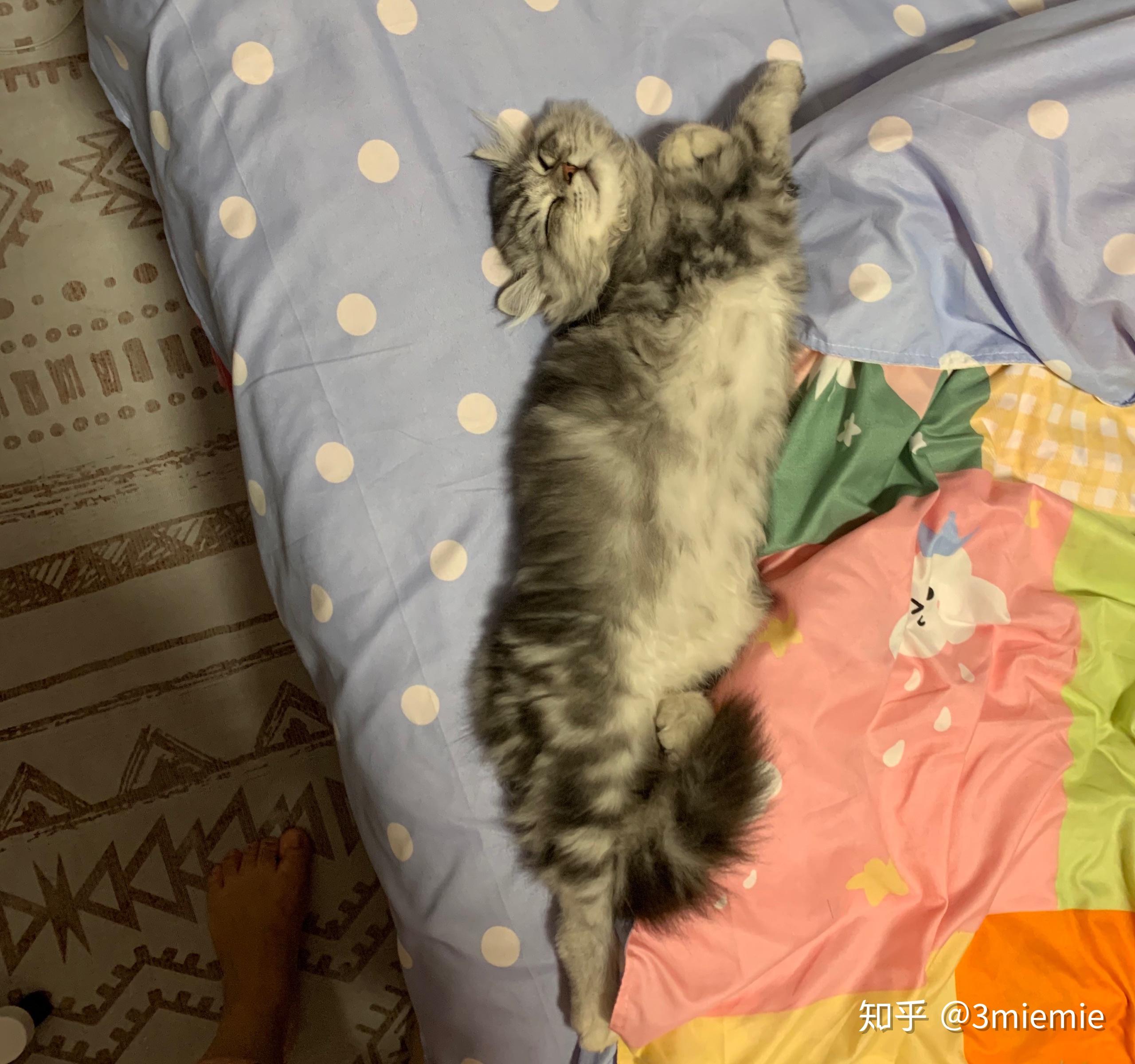 美短返祖长毛猫有人买吗?