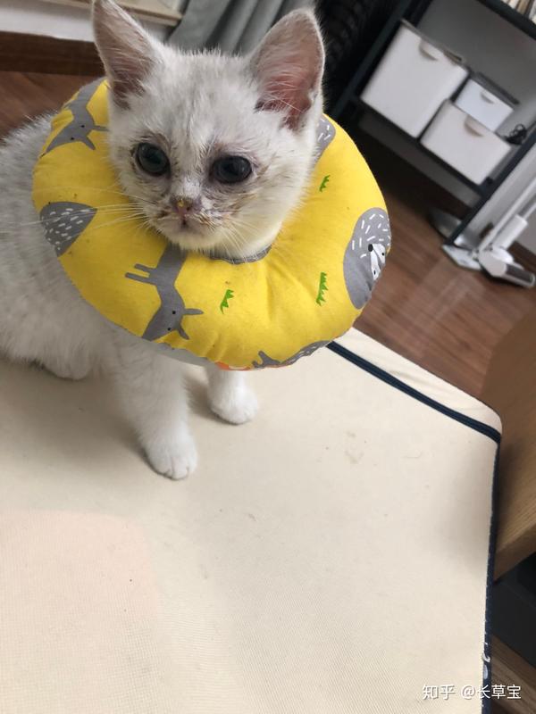 关于猫鼻支.死里逃生治疗心得- 知乎