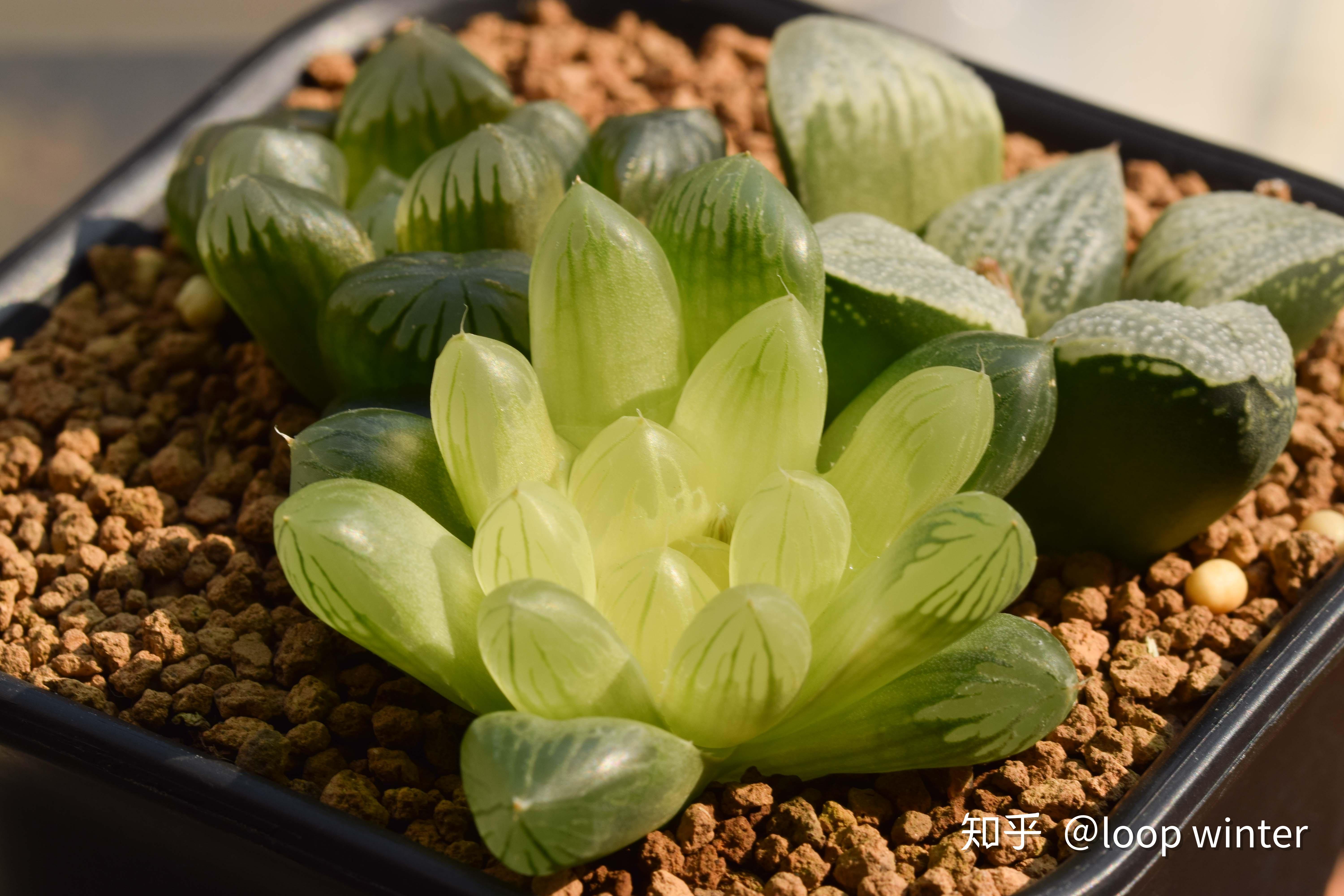 从入门到精通,玉露品种介绍 - 玉露花的寓意 - 实验室设备网