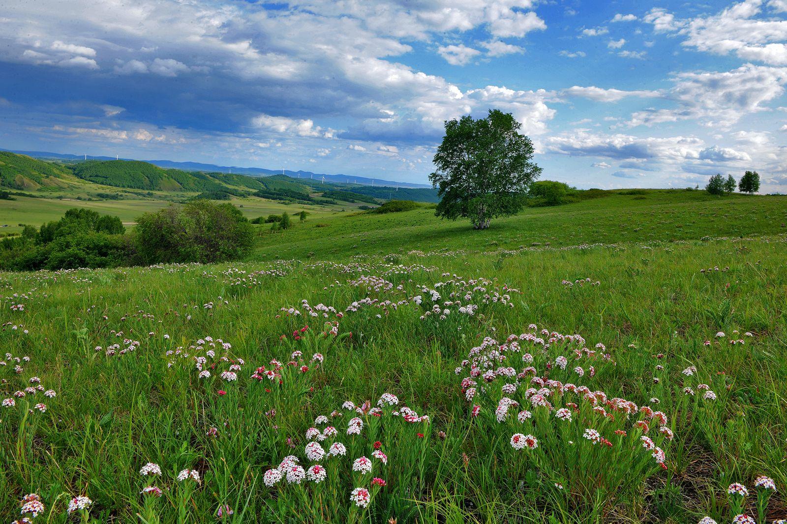 春日的御道口草原森林风景区 - 知乎