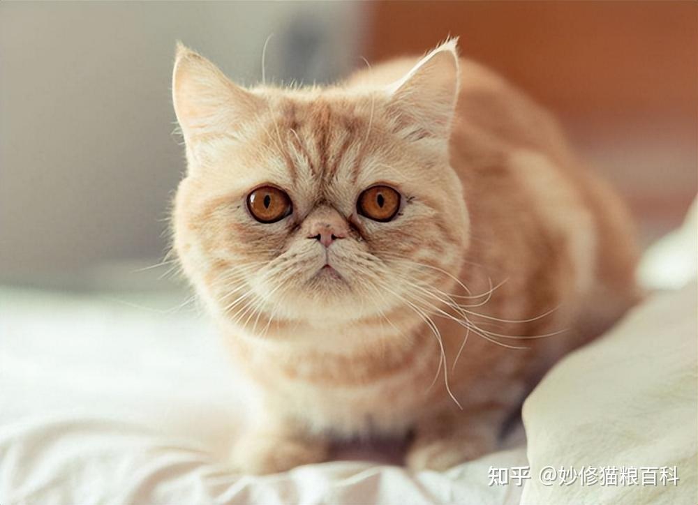 加菲猫逐渐退出宠物市场,真相有7个,很现实!