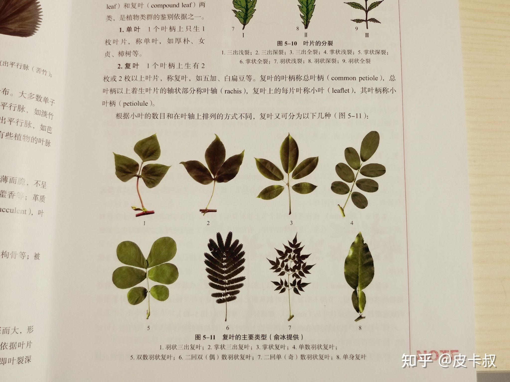 一回、二回、三回羽状复叶和单身复叶各有什么特点? - 知乎