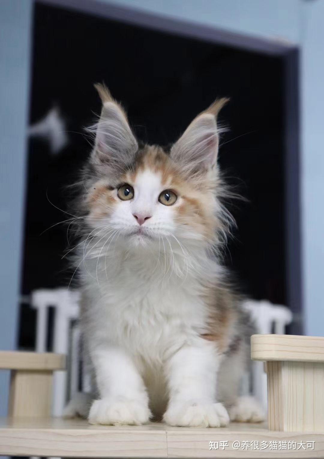 好看的三花色缅因猫长什么样