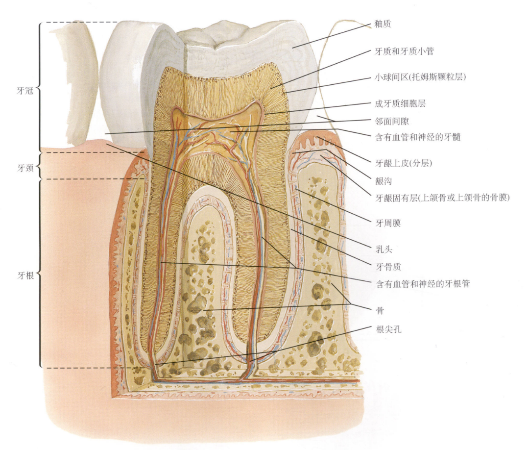 图片摘自网络及奈特人体解剖彩色图谱一,牙龈的结构形态1