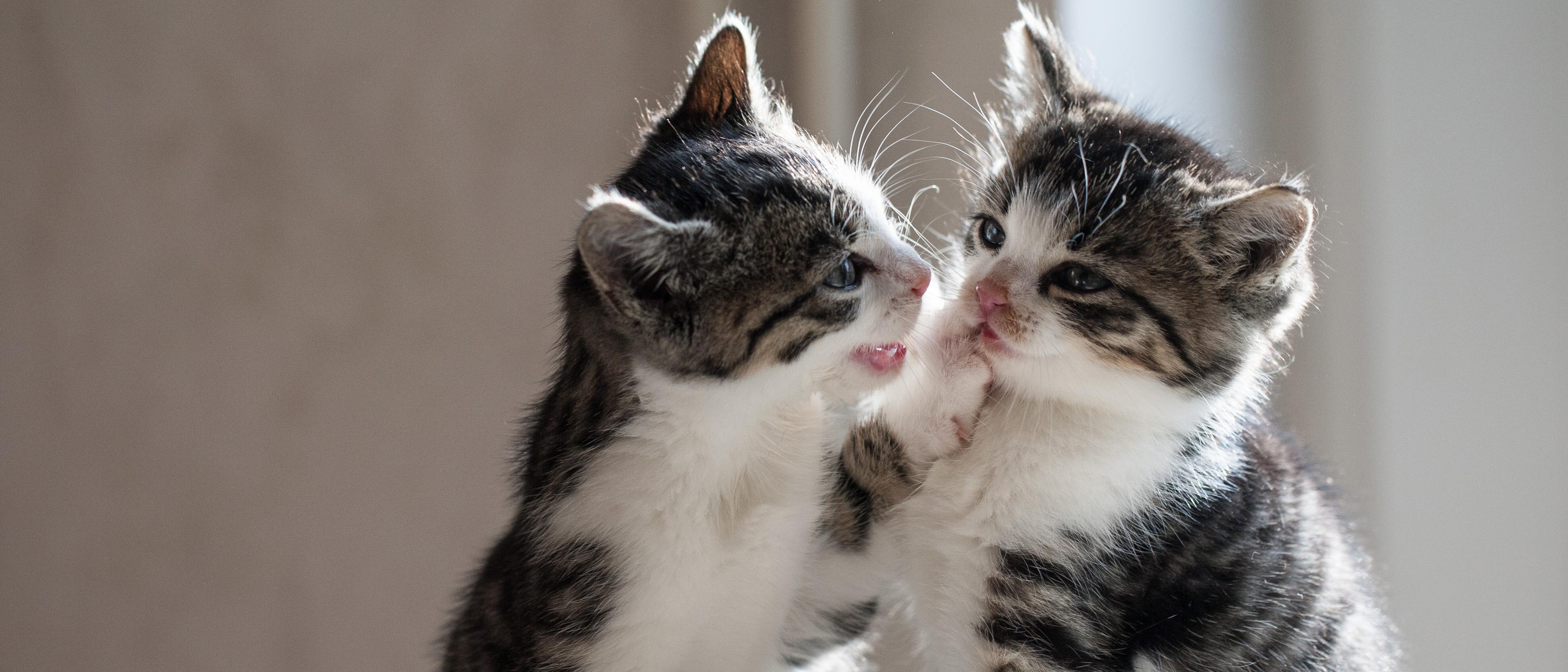 带鱼屏壁纸分享 - 知乎