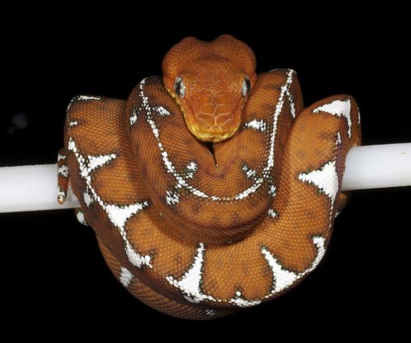 【蟒蚺】绿树蟒&翡翠树蚺Morelia viridis&Corallus caninus - 知乎