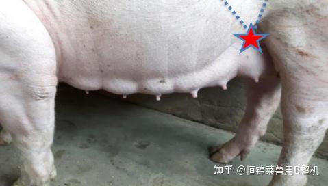 猪用b超仪对母猪的妊娠检测