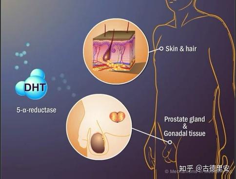 类固醇增肌cycle中对雄激素不敏感症状分析