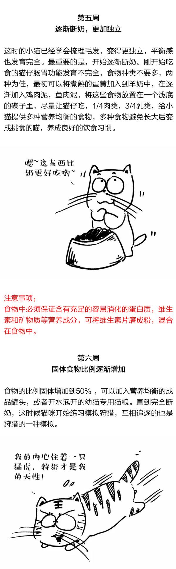 我家猫下崽了，咋整？ 知乎 3288