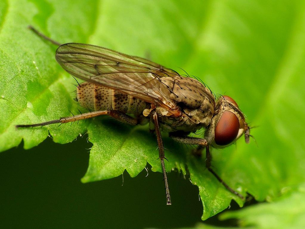 昆虫记中隧蜂天敌双翅目"小飞蝇"到底是哪种昆虫? - 知乎