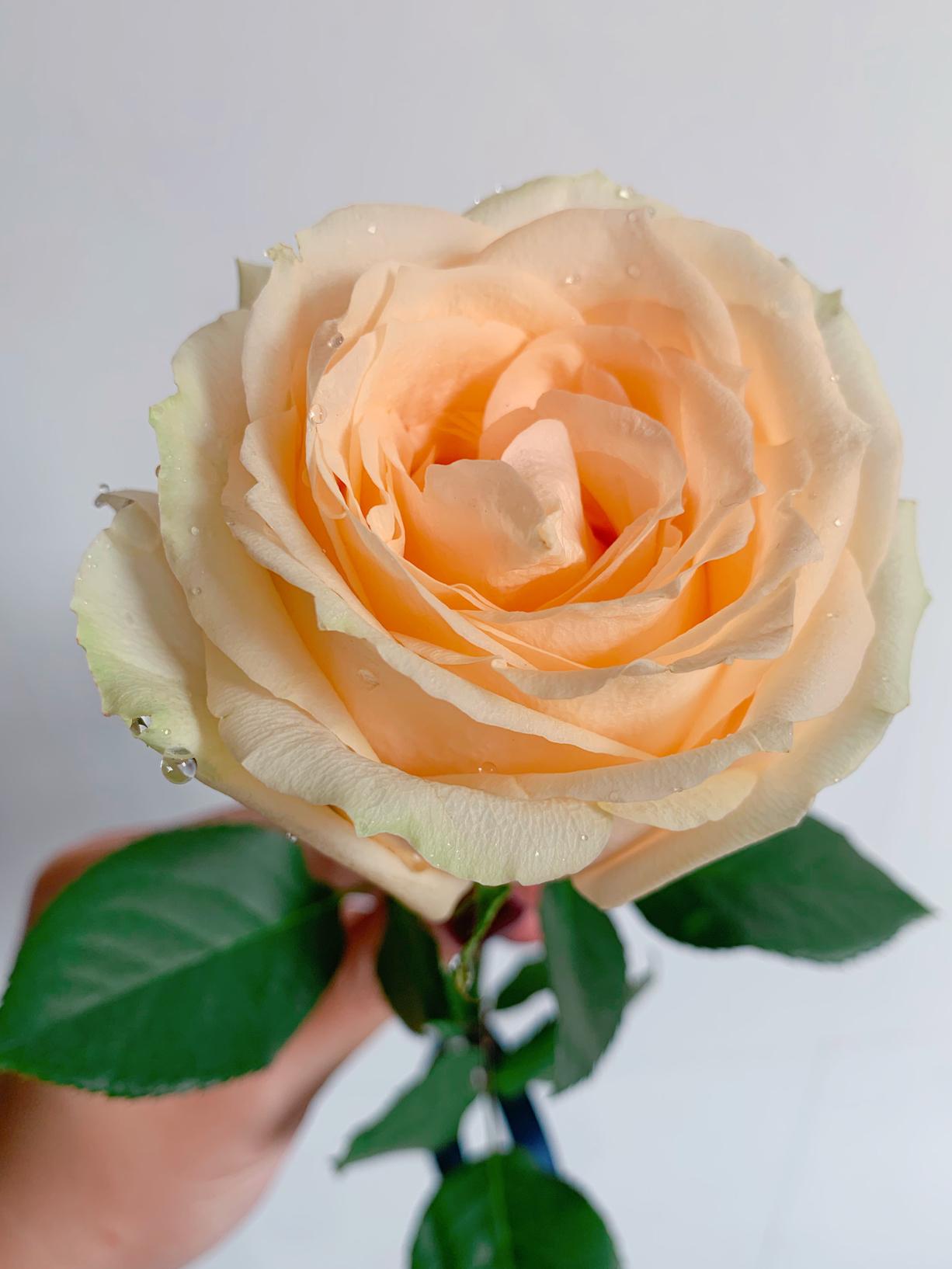 香槟玫瑰花语:我只钟情你#优雅温柔,唯爱一生#爱上你是我今生最大的