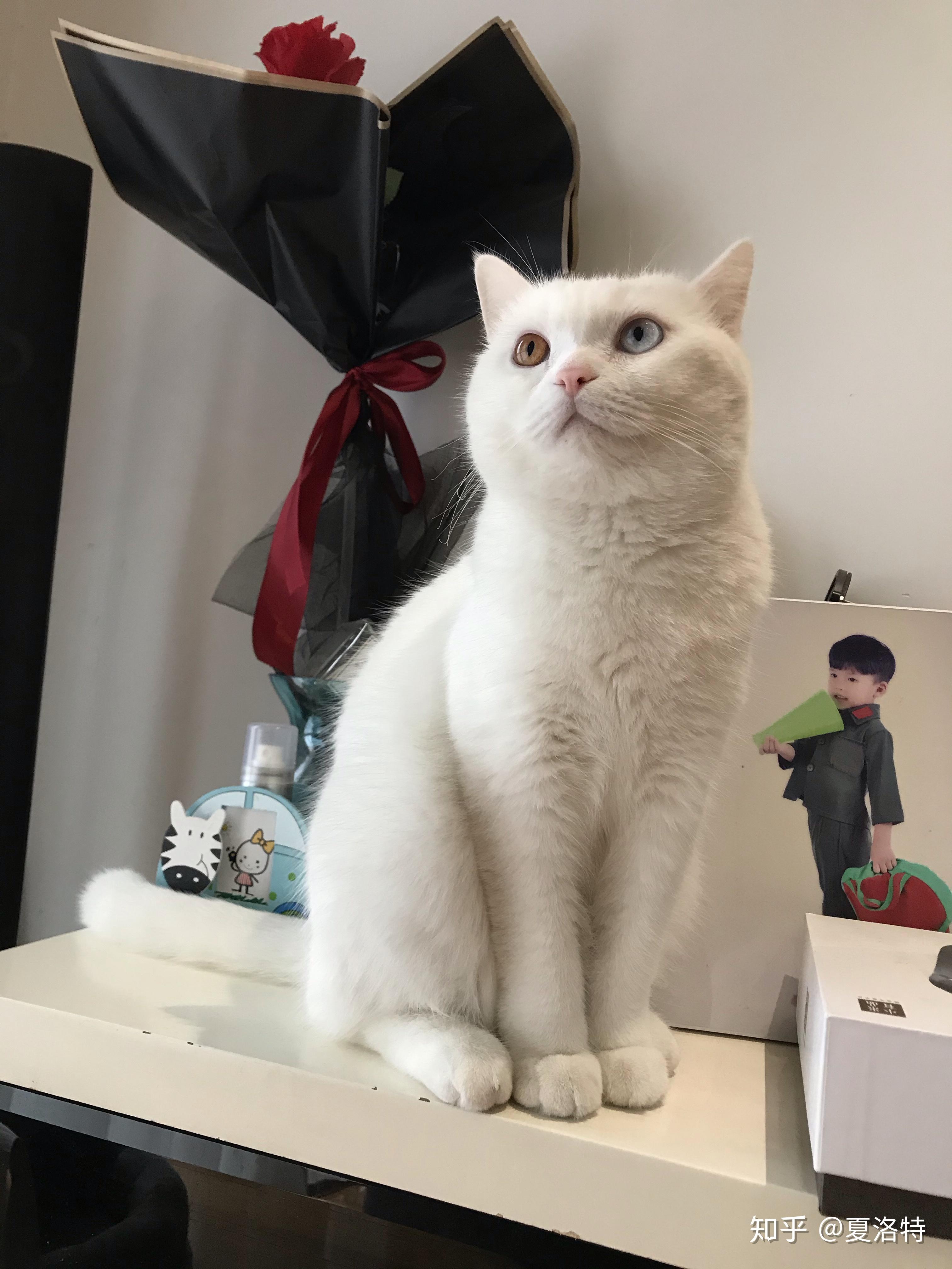 新手养转让的成年橘猫怎么养? - 知乎