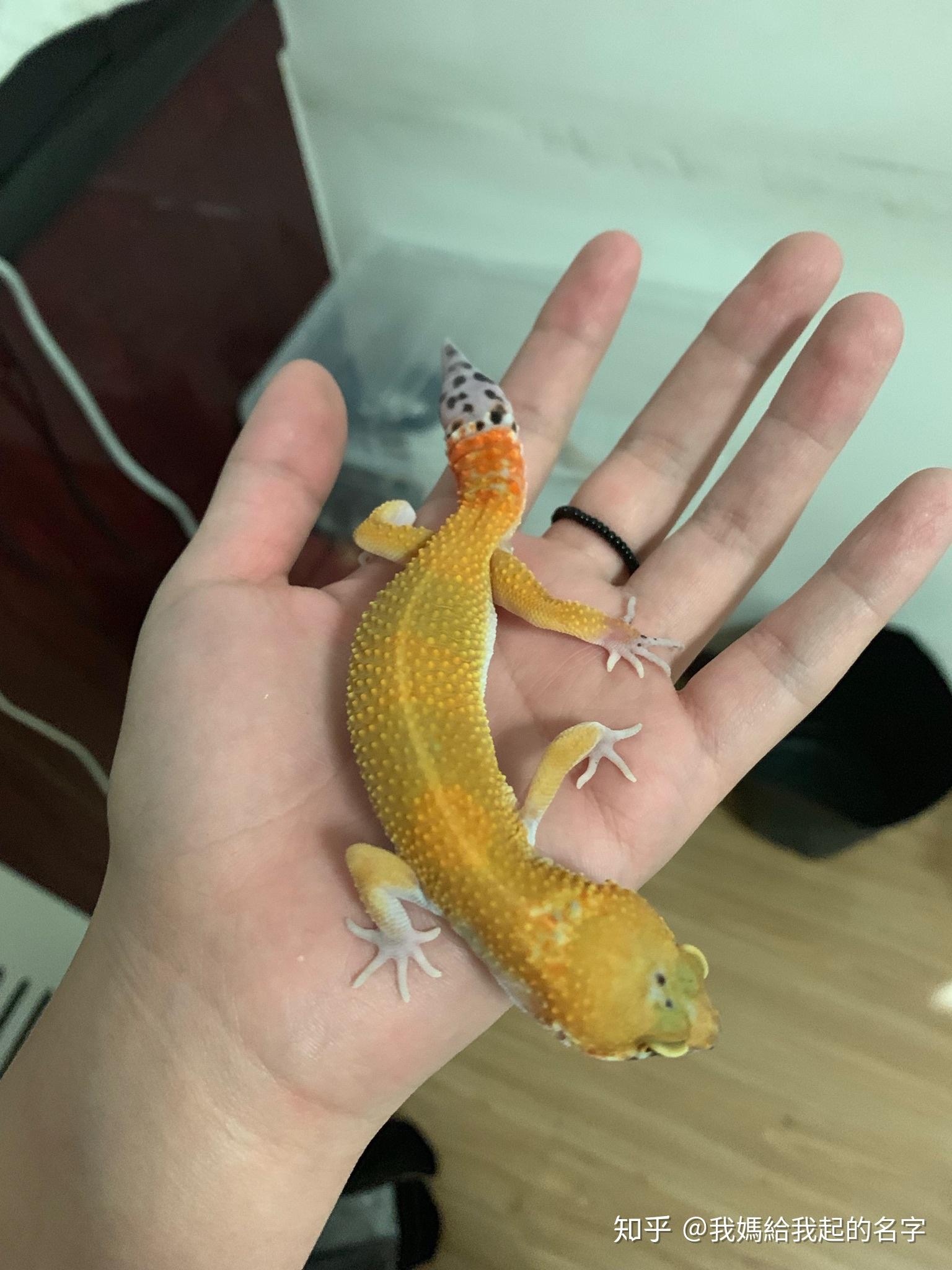 豹纹守宫断尾了,但是它只断了一半,那它是自己会长好,还是要弄掉,还有