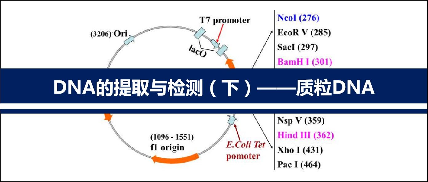 【分子】DNA的提取与检测(下)——质粒DNA - 知乎