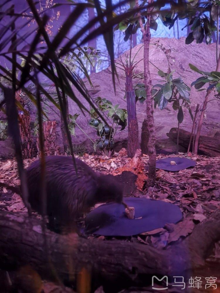 奥克兰动物园展览的动物种类有哪些?