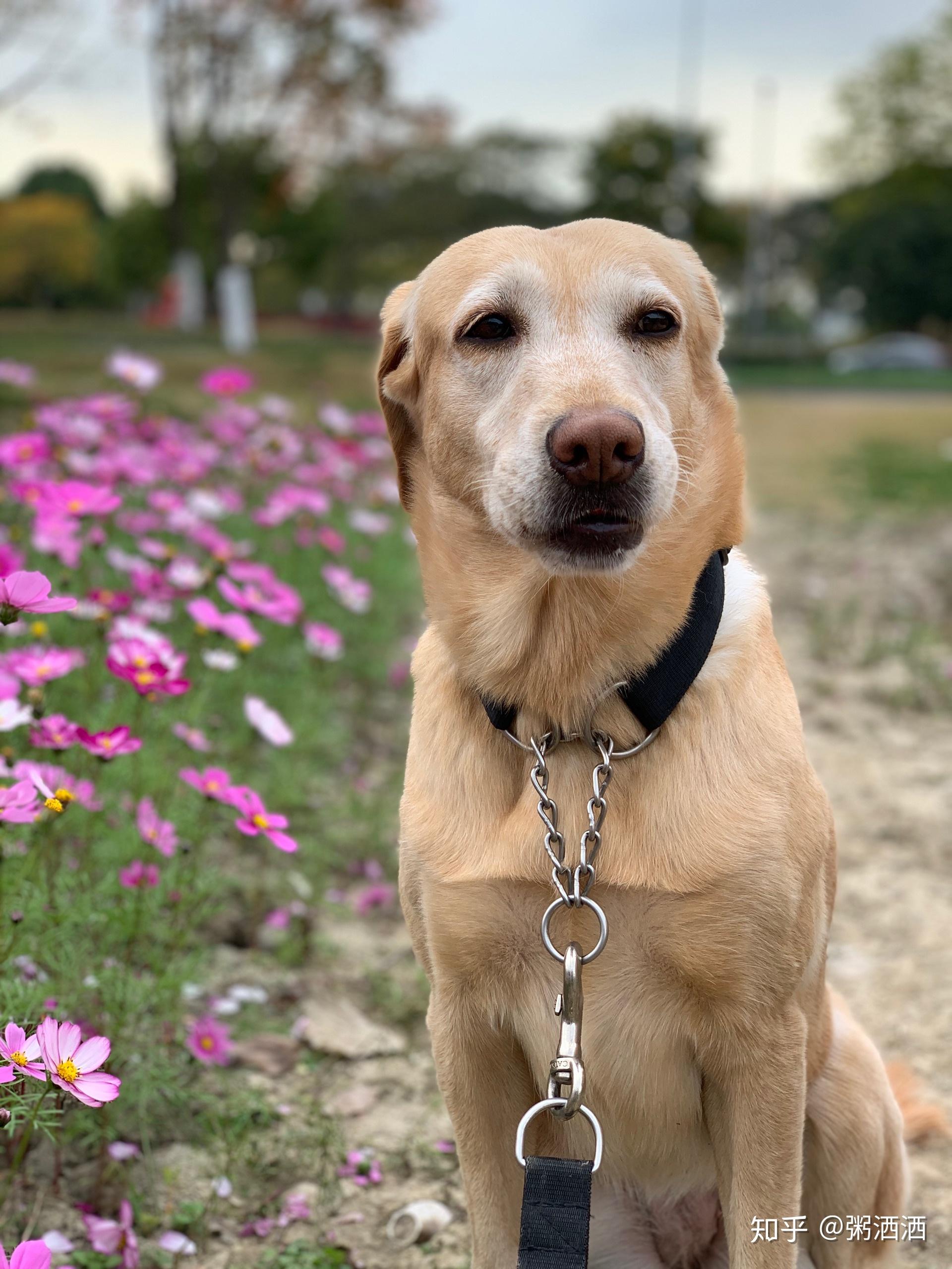 养两只狗对狗狗会不会好一点