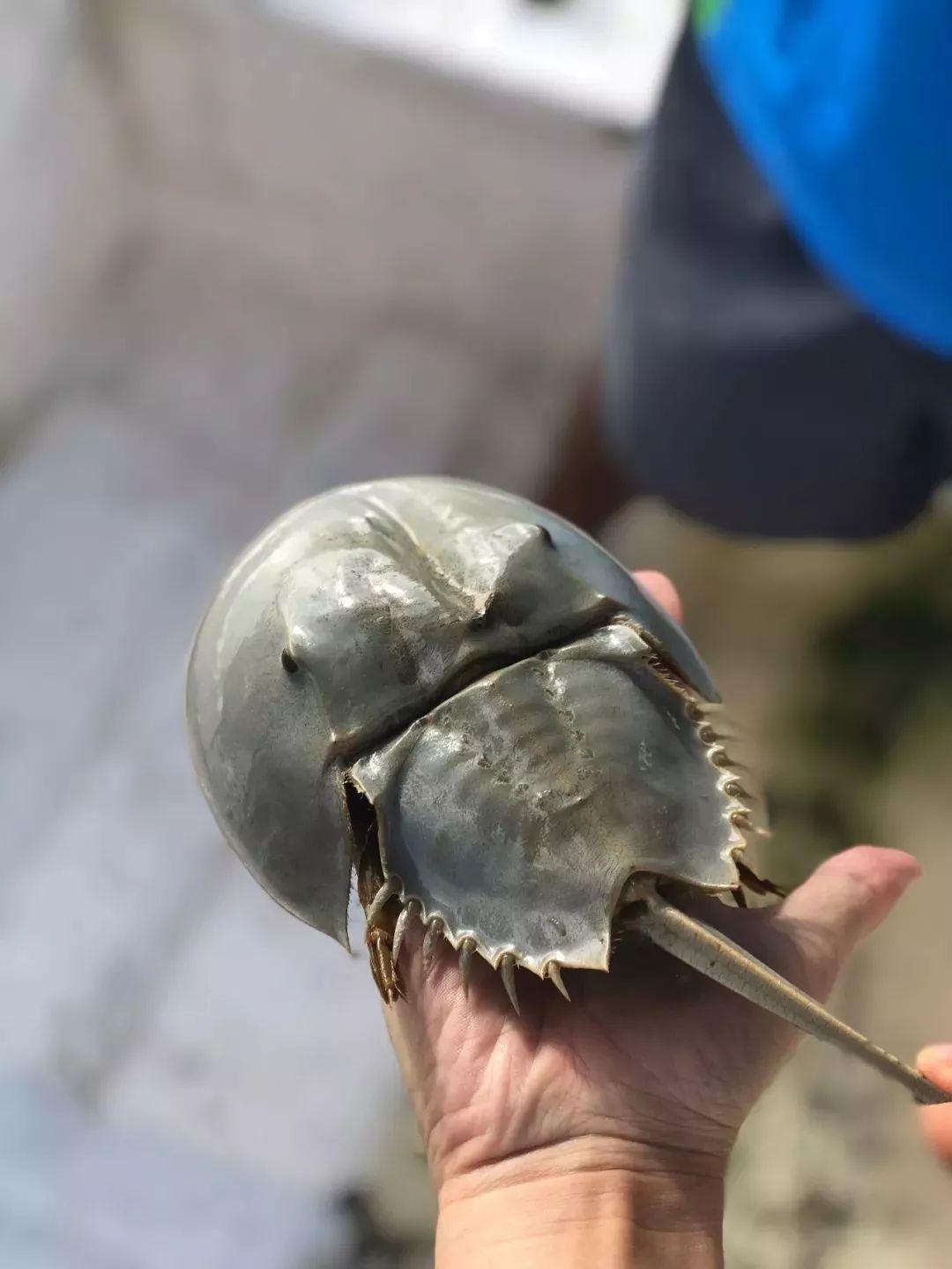 捞上来一个很奇怪的蟹,后来一查百度,竟然是国家二级保护动物鲎鱼,也