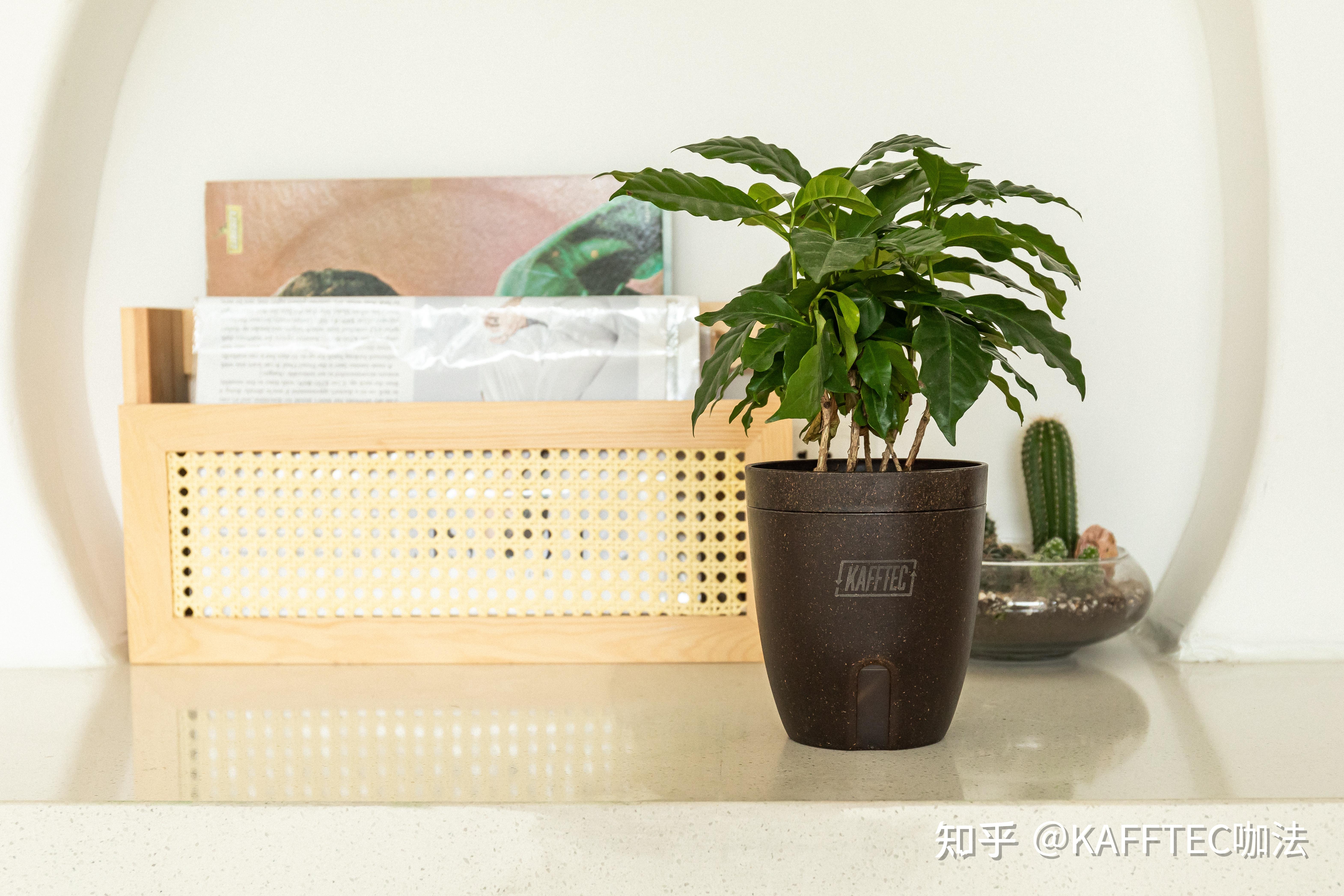 关于园艺你可能从未想过的路——咖啡树
