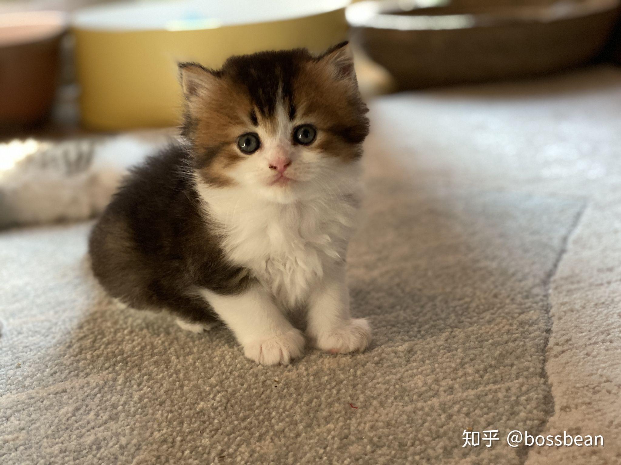 蓝白英短配金渐层会生出什么颜色 ! 会很丑吗? - 知乎