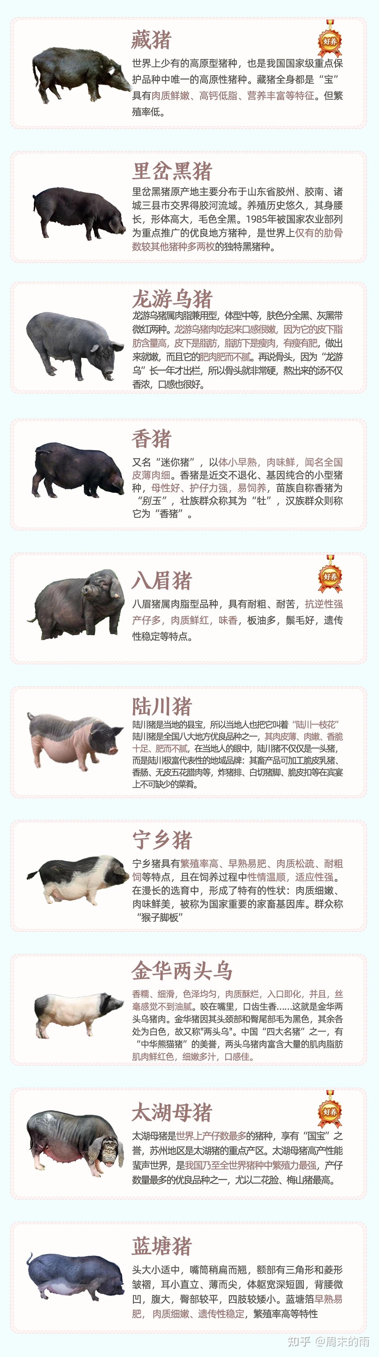 我国123种本土猪品种有哪些? - 知乎