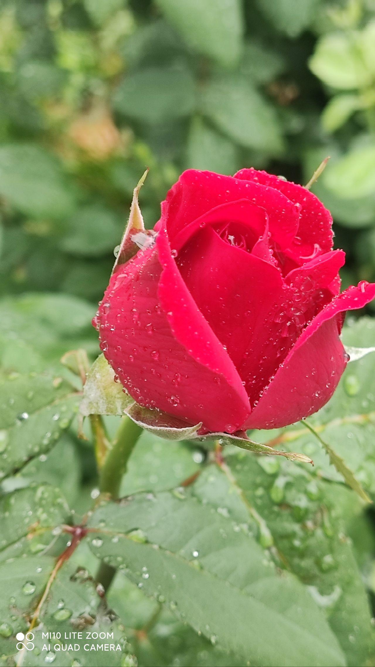 雨中的月季花水淋淋滴