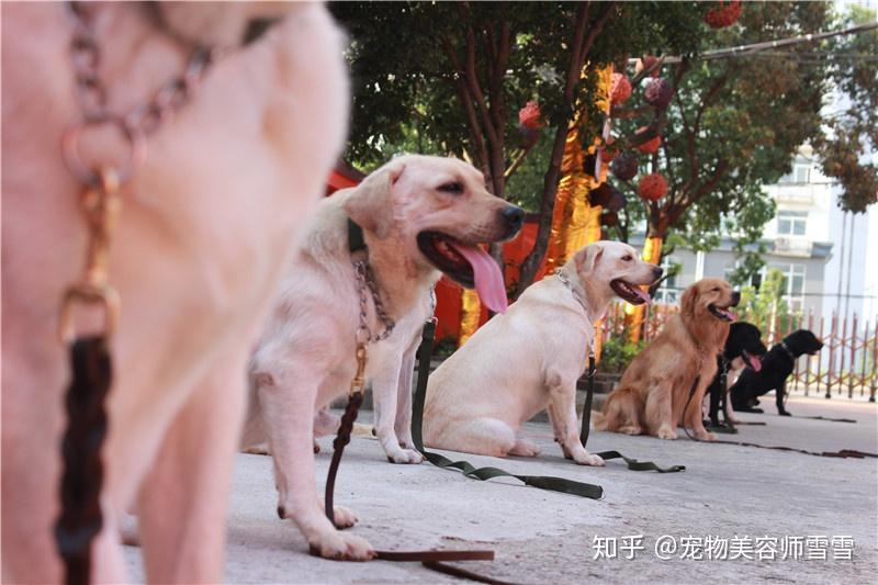 怎样寄宠物 v2-155b46672f62b34a52bc043ad2c0e674_r.jpg